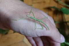 zielony patyczak na dłoni